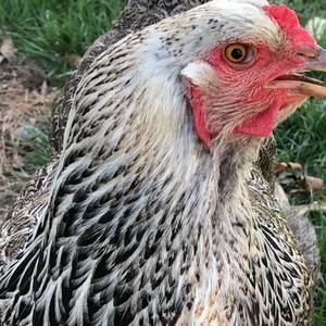 Meet your Posher, Christine